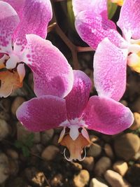 Close-up of pink flowers