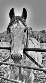 Close-up of a horse on field