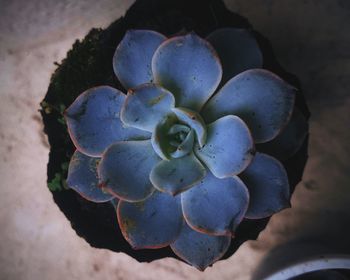 High angle view of succulent plant