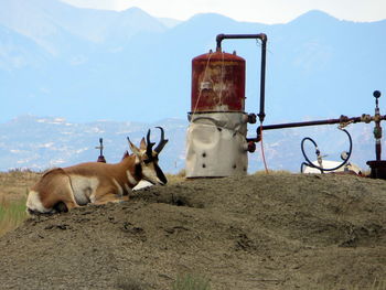 View of an antelope lying next to rusty junk