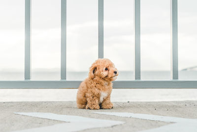 Portrait of a dog looking away