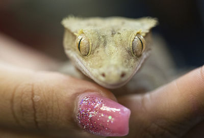 Cropped hand of woman holding lizard