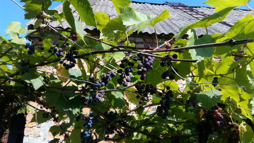 Close-up of grapes growing on tree