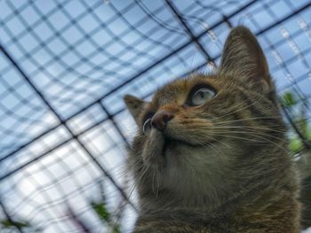 Close-up of cat