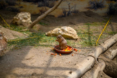 High angle view of crab on rock