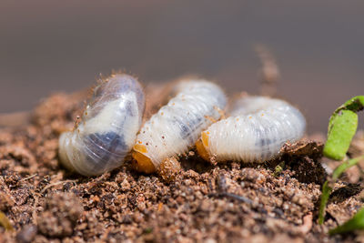 Close-up of worms