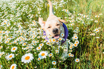 High angle view of dog on field