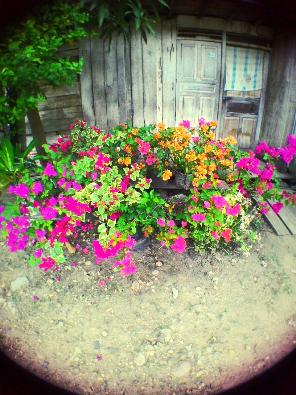 flower, freshness, fragility, petal, growth, plant, pink color, beauty in nature, blooming, potted plant, purple, built structure, nature, architecture, building exterior, in bloom, flower head, flower pot, blossom, house