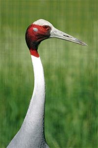 Close-up of crane bird in nature