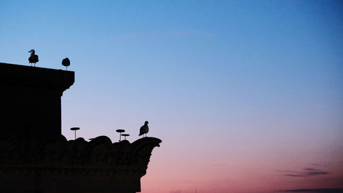 Low angle view of birds perching on building