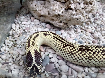 High angle view of lizard on pebbles