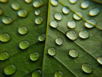 Full frame shot of raindrops on leaves