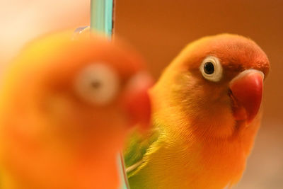 Close-up of parrot