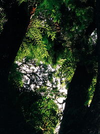 High angle view of trees growing in forest