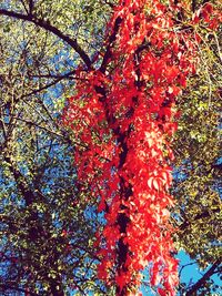 Low angle view of flowering tree