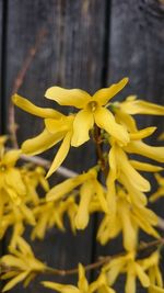 Close-up of yellow flower