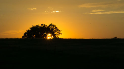 Silhouette trees on field against sky at sunset