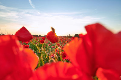 red