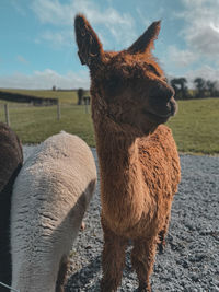 Side view of an alpaca