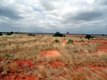 Scenic view of field against sky