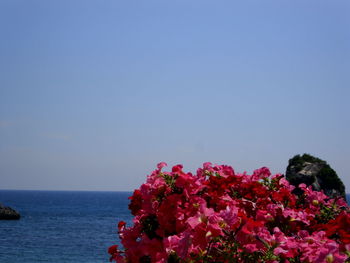 Flowering plants by sea against clear blue sky