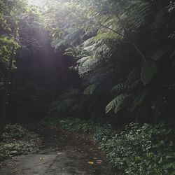 View of trees in forest