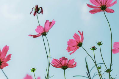 Close-up of pink cosmos flowers against sky