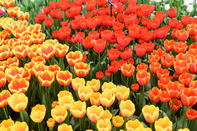 Full frame shot of orange tulips blooming on field