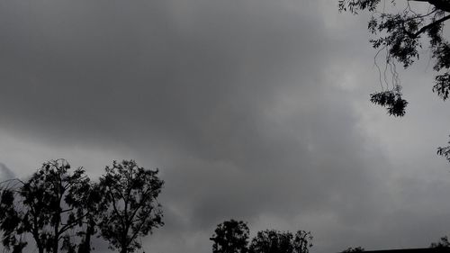 Low angle view of trees against cloudy sky