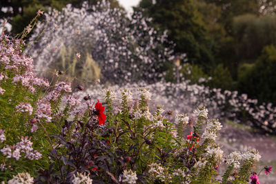 Close-up of flowering plants in garden