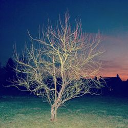 Bare tree on field against sky at night
