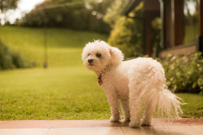 A small dog, bichon frise, in a garden