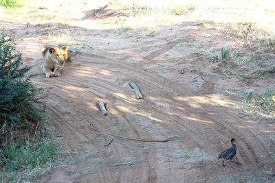 Close-up of an animal