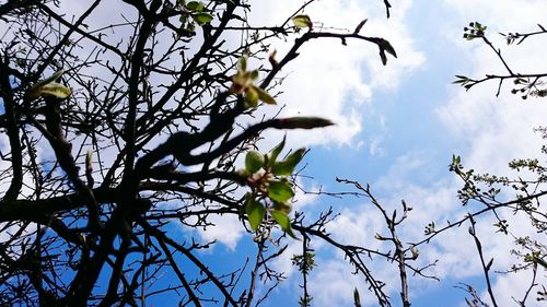 Low angle view of tree against sky