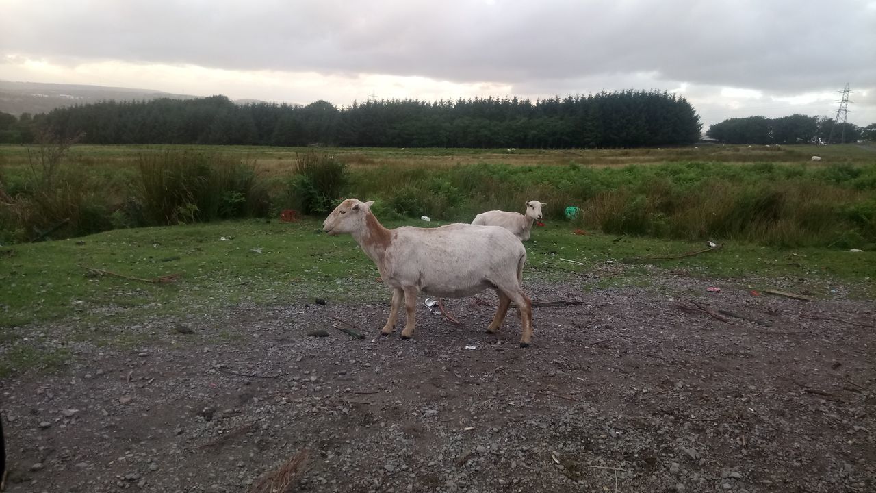 SHEEP ON FIELD