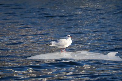 Seagull on a sea