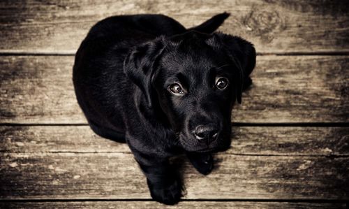 High angle portrait of black puppy on floor