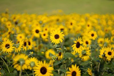 Close-up of yellow flowering plants on field