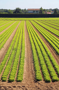 Rows of heads of lettuce in a large field