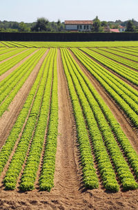 Rows of heads of lettuce in a large field