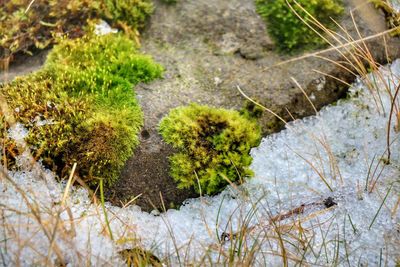 Close-up of grass