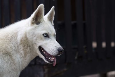 Close-up of a dog looking away