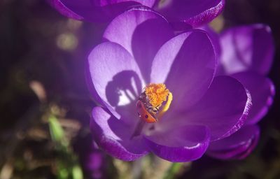 Close-up of ladybug in purple crocus flower