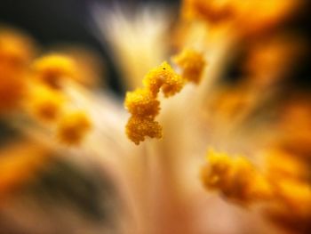 Close-up of yellow flowering plant