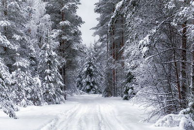 Snow covered road amidst trees in forest