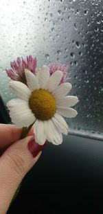 Close-up of hand holding flower