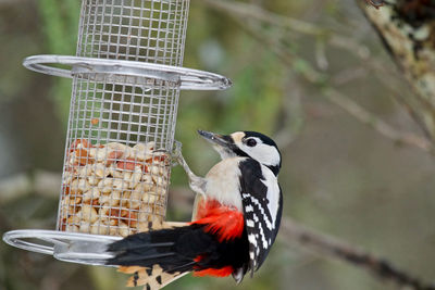 Close-up of greater woodpecker perching on a feeder