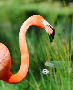 Close-up of flamingo