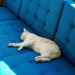 Cat sleeping on couch