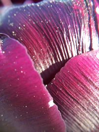 Macro shot of pink flower